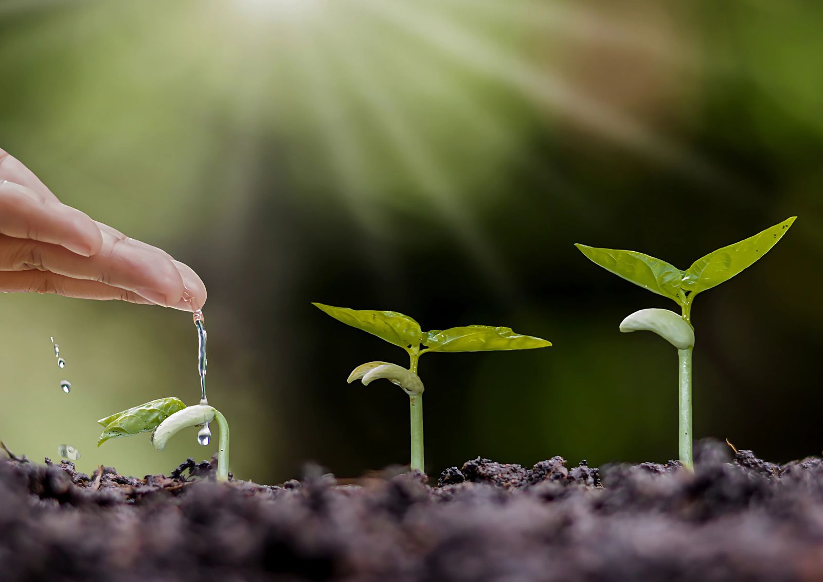 Universidade canadense apresenta soluções sustentáveis para comunidades indígenas da Amazônia