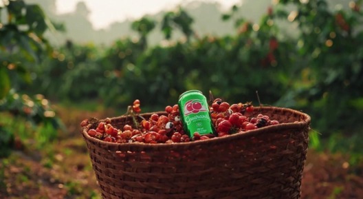 Projeto prevê doação de 100 mil mudas de guaraná para agricultores de Maués