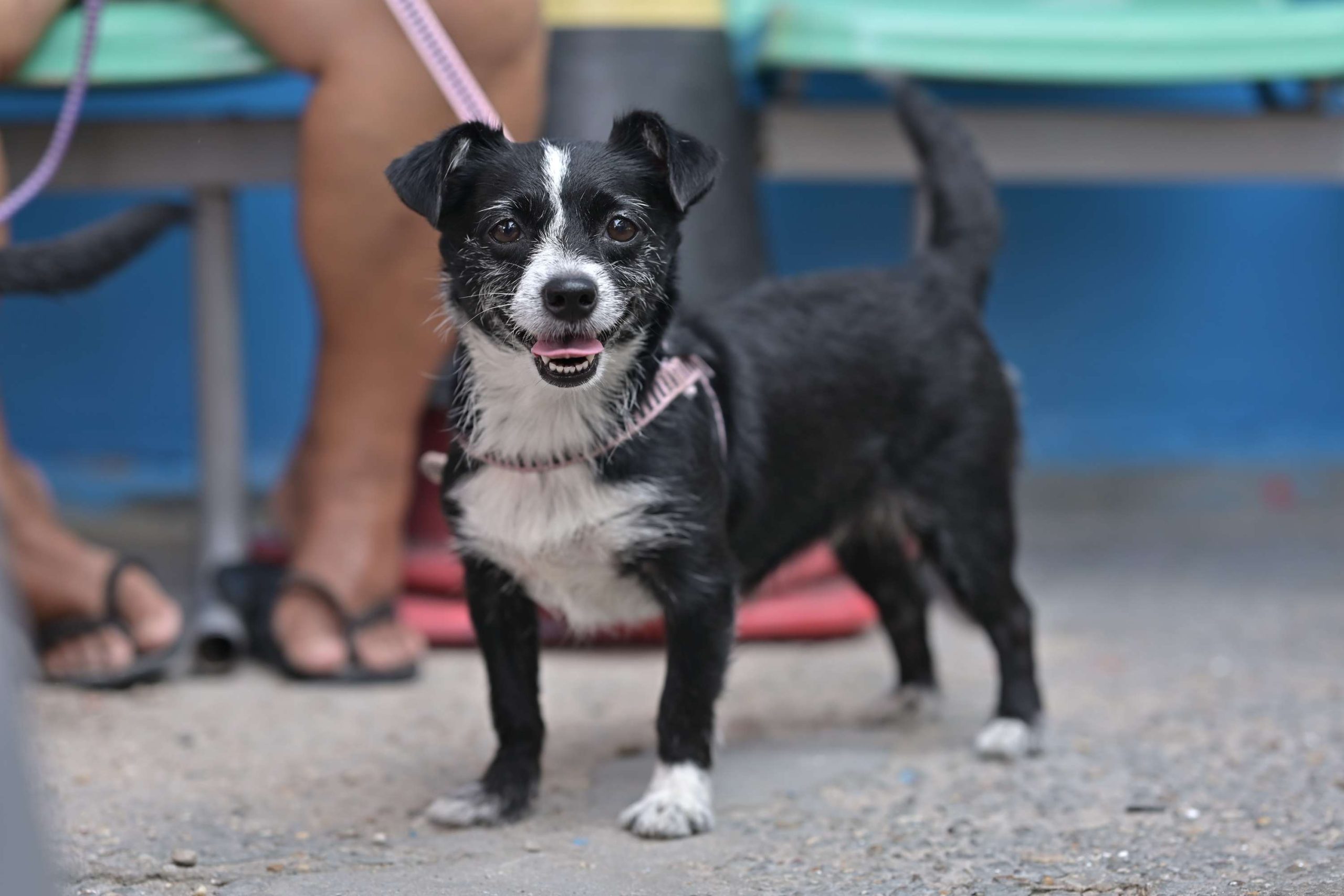Sepet abre agendamento para castração gratuita de cães e gatos em Manaus