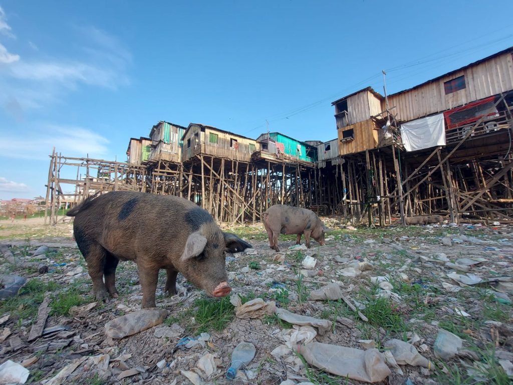 Porcos se alimentam do lixo trazido pela cheia dos rios
