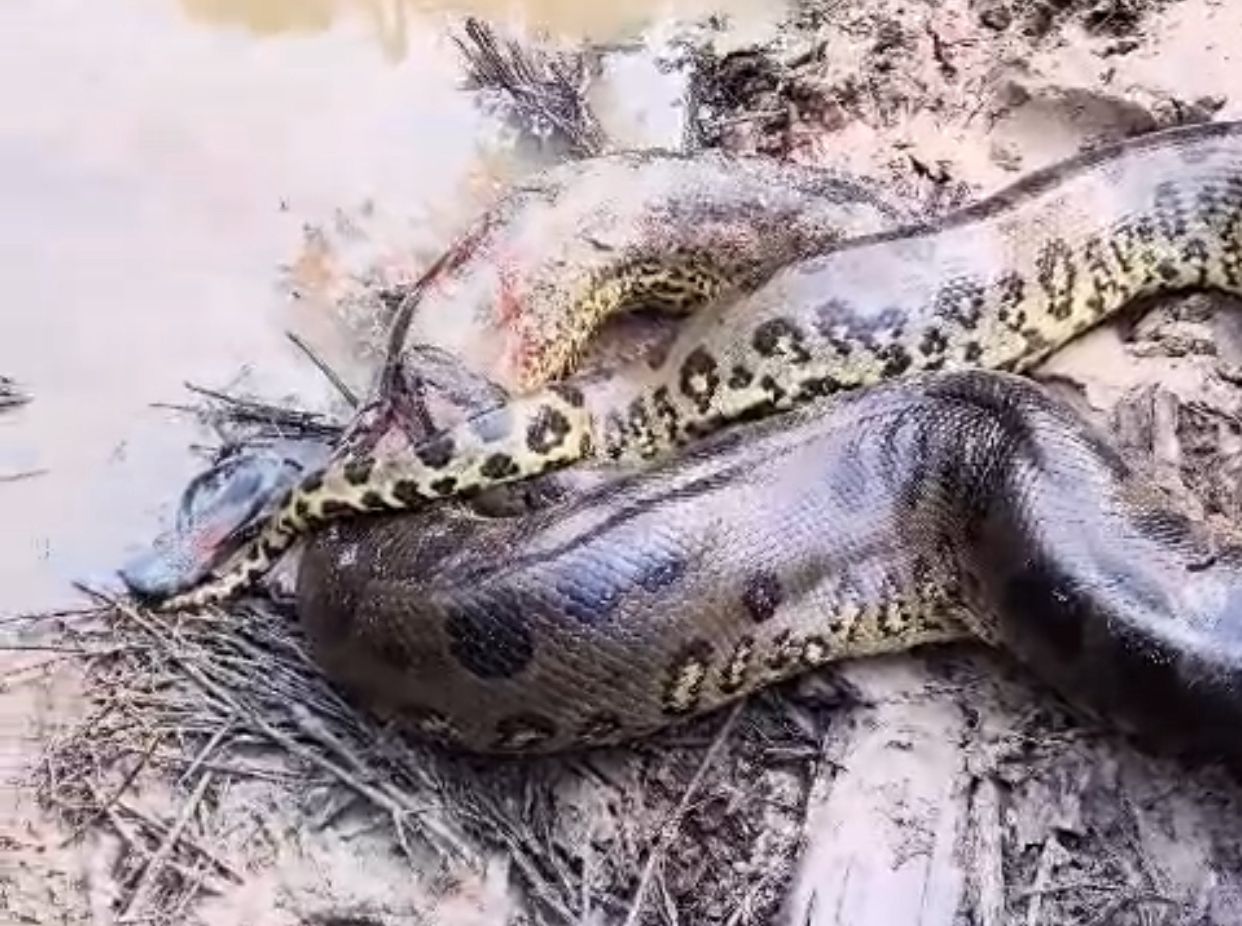 VÍDEO: Sucuri gigante ataca homem em comunidade no interior do Amazonas