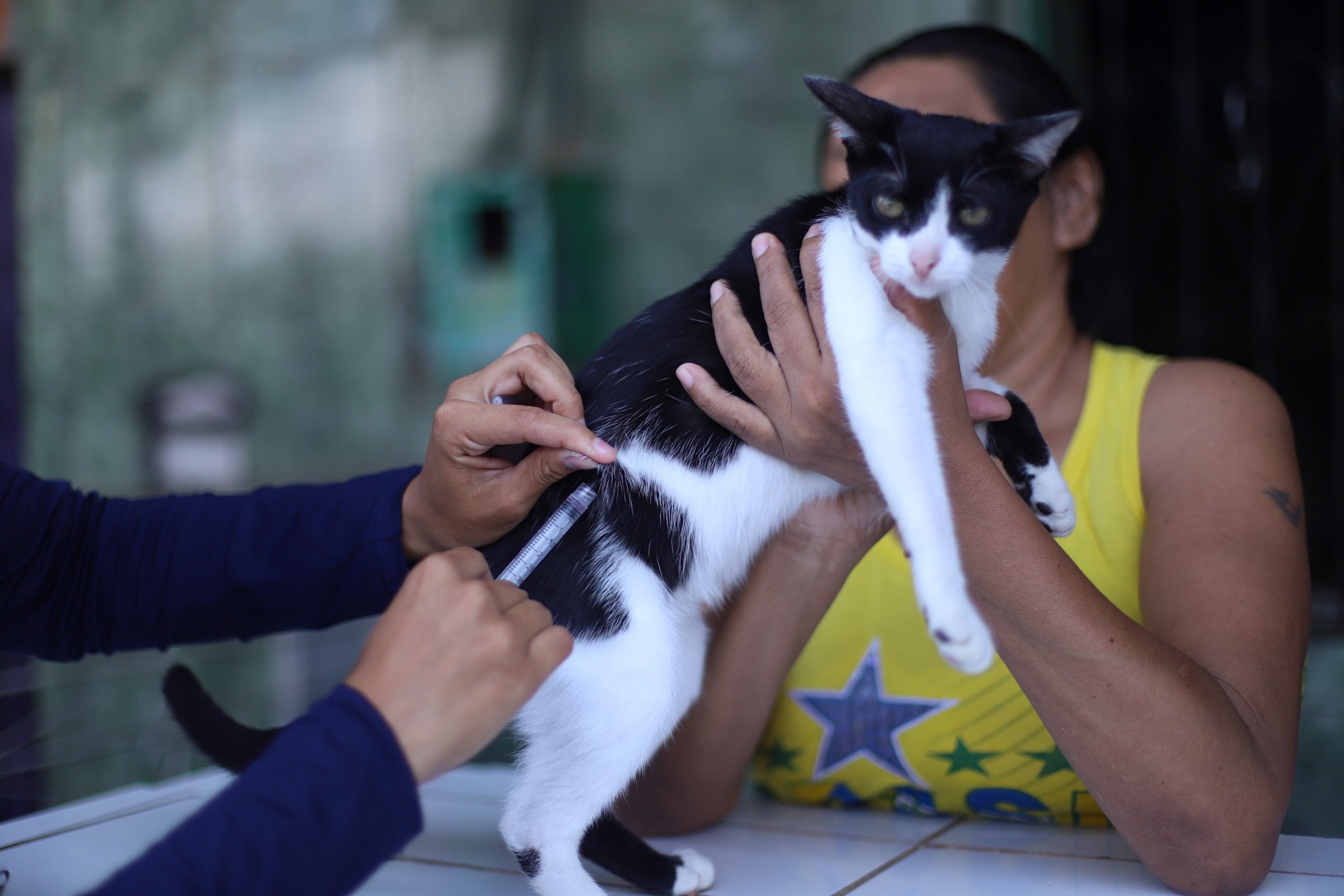 Manaus mantém três pontos fixos para vacinação de cães e gatos contra raiva