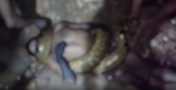 VÍDEO: Homem morre após ataque de jiboia gigante