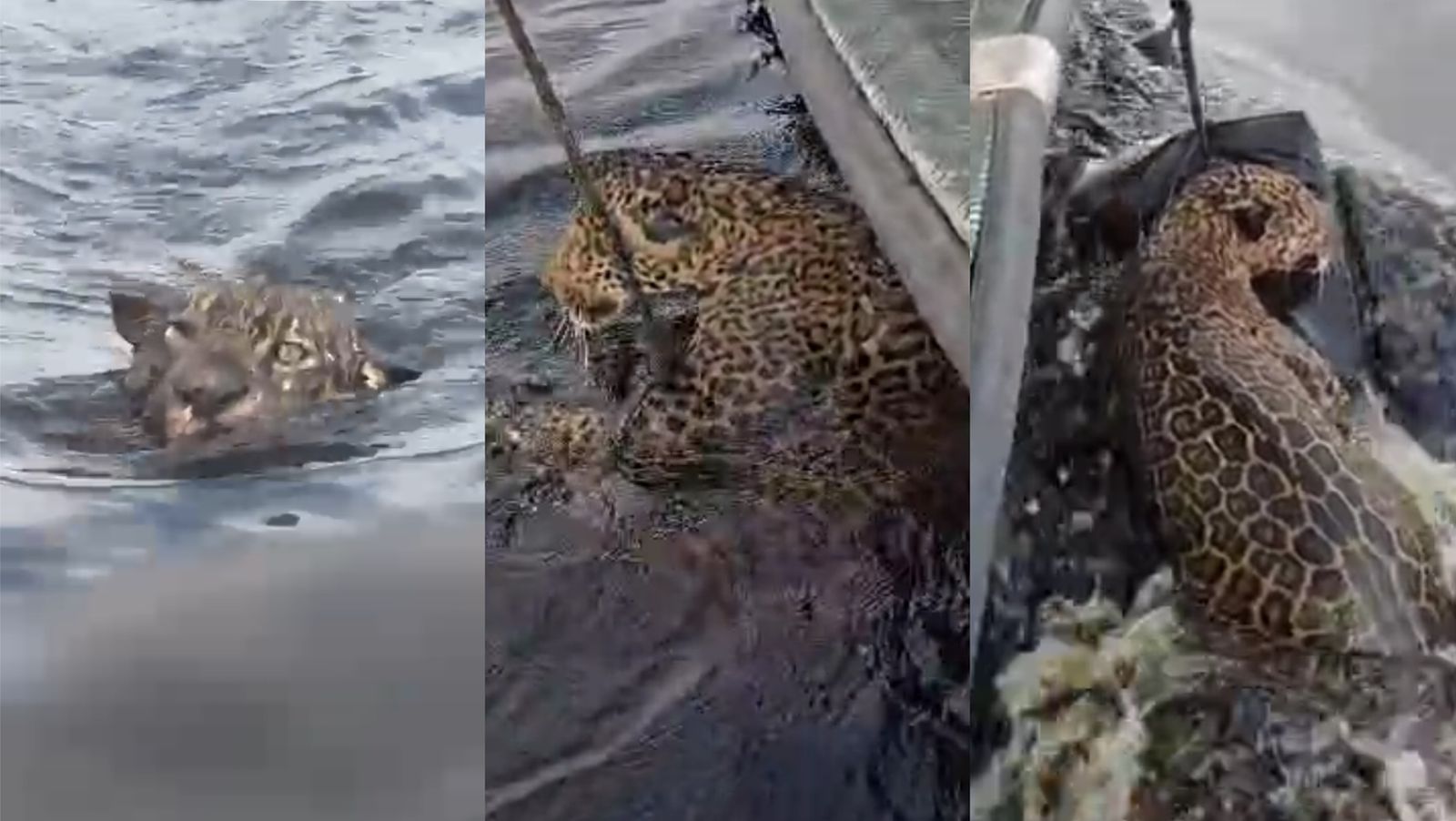 VÍDEO: Onça é resgatada no Rio Negro, em Manaus