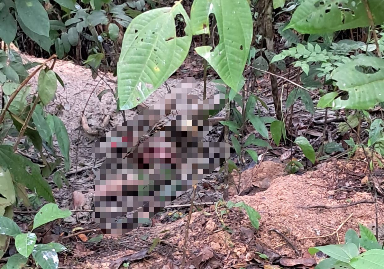 Ossada humana é encontrada em ramal da BR-174