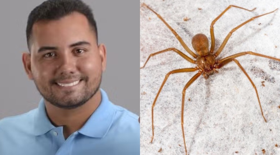 Prefeito é internado após picada de aranha-marrom venenosa no AM
