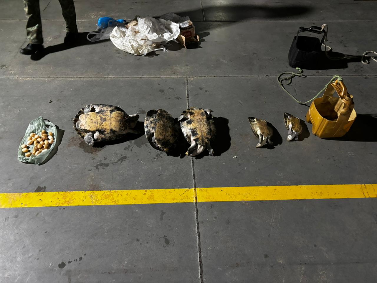 Homem é preso com 30 tracajás e ovos escondidos em embarcação no AM