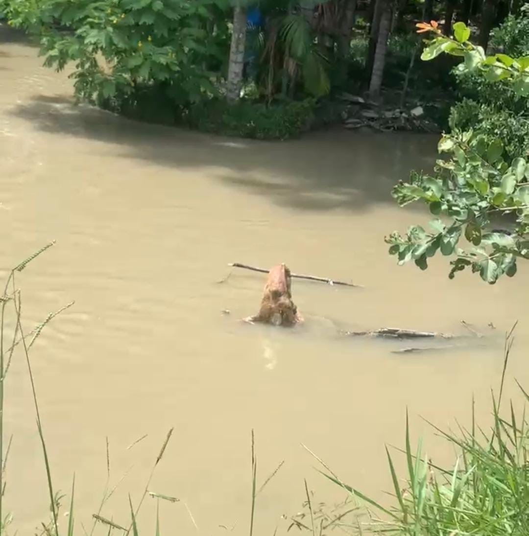 Corpo é encontrado amarrado a pedaço de madeira em igarapé de Manaus