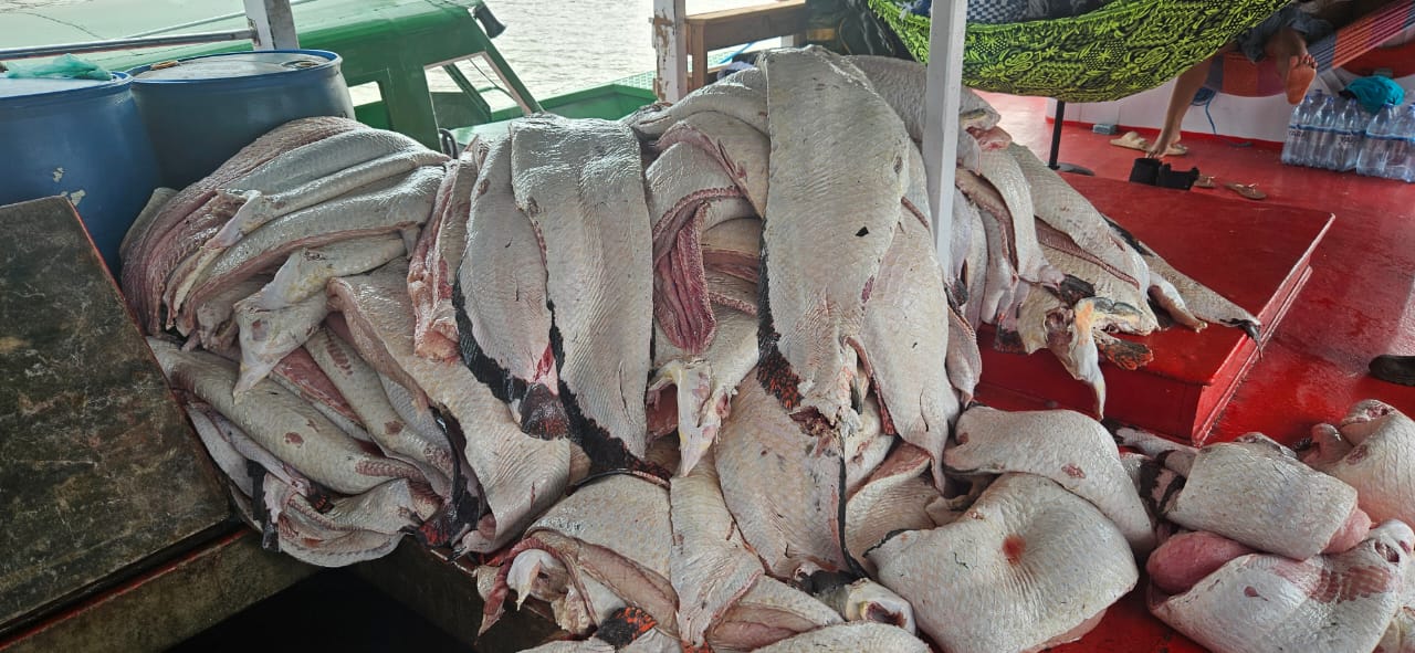 Fiscalização apreende 4,5 toneladas de pescado ilegal no interior do Amazonas