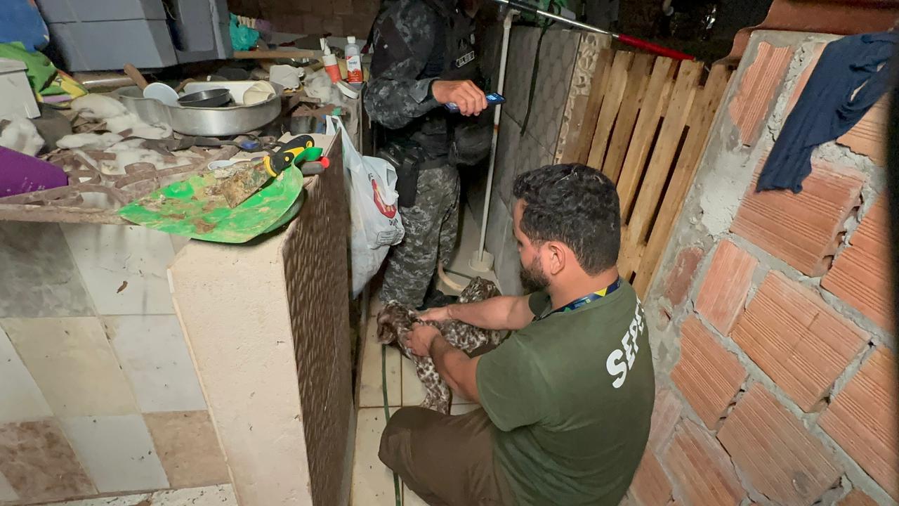 Cães de raça e outros animais são resgatados de criadouro clandestino em Manaus