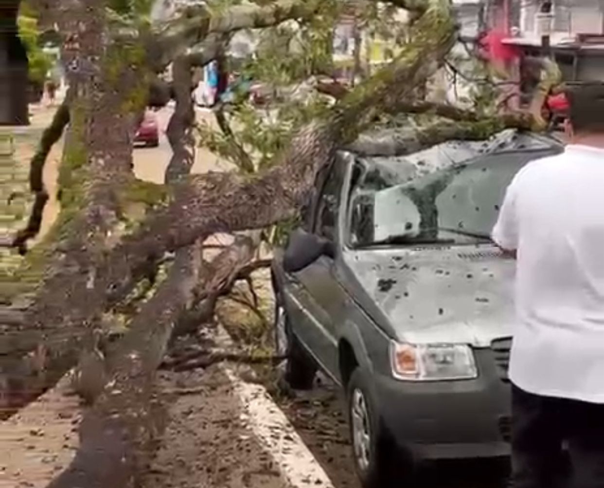 VÍDEO: Árvore cai sobre carro durante temporal em Manaus