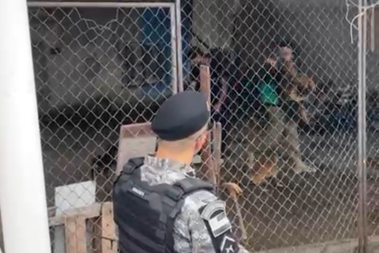 VÍDEO: Cães são flagrados comendo outro cachorro em canil abandonado em Manaus