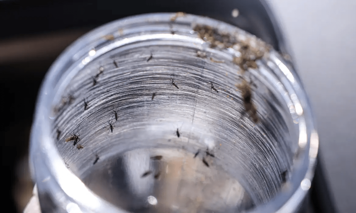 Ministério da Saúde realiza Dia D contra a dengue neste sábado