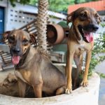 Inscrições abertas para programa “Ração do meu pet” em Manaus