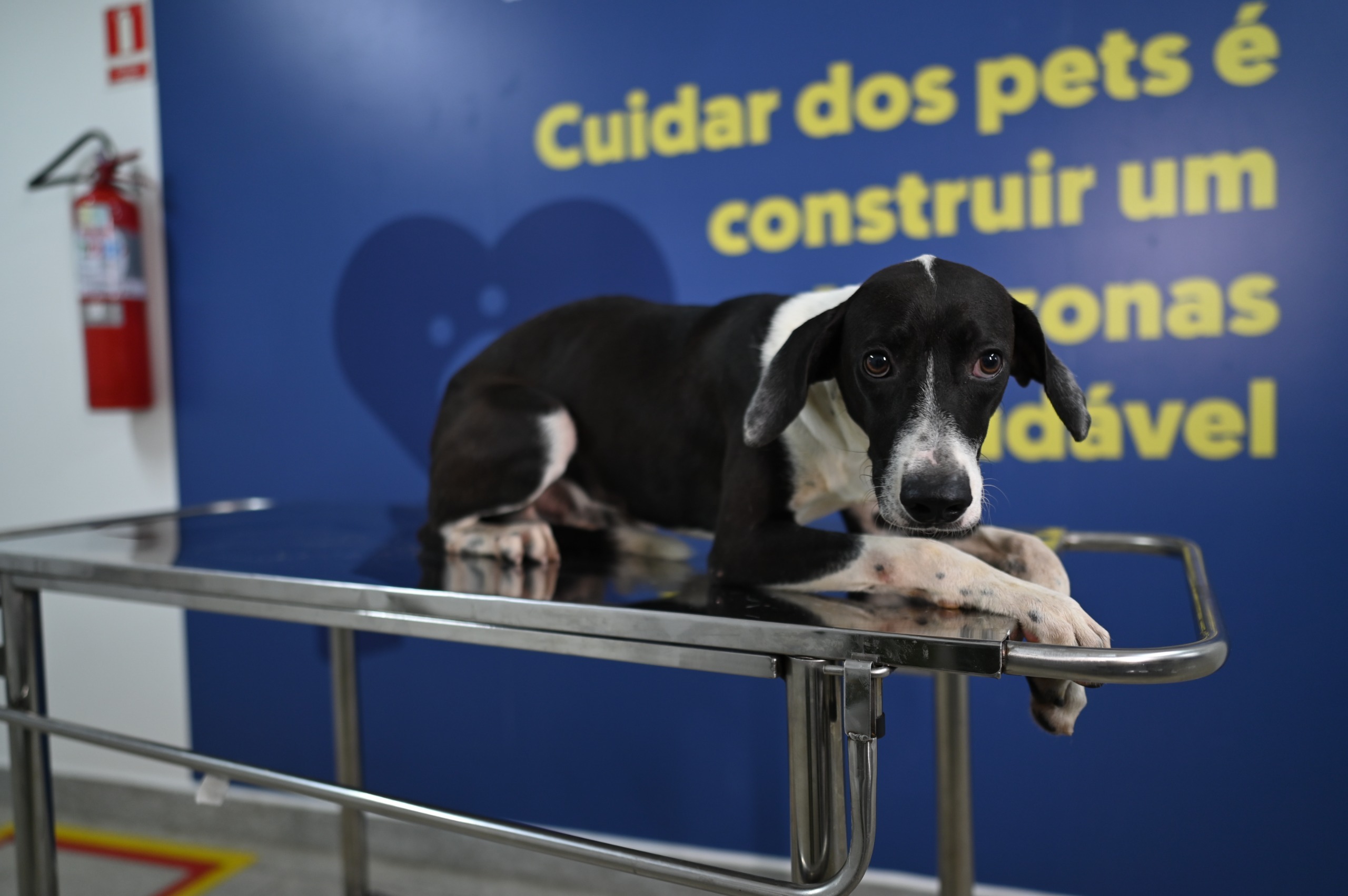 Em dois meses, Hospital Veterinário do AM realizou mais de 70 mil procedimentos