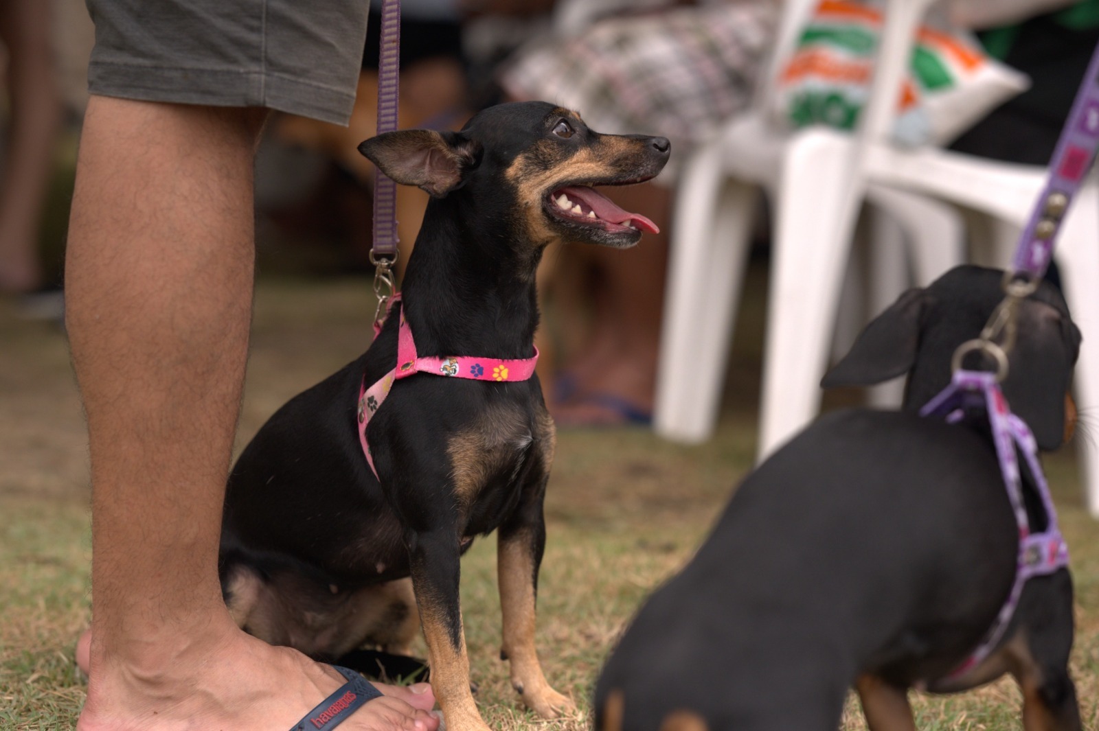 Jorge Teixeira terá agendamento de castração gratuita nesta quarta-feira