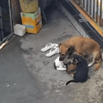 Homem é preso por maus-tratos a cães no bairro Gilberto Mestrinho