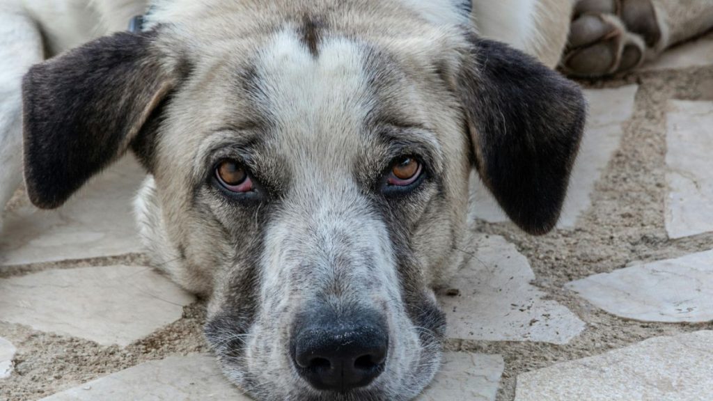 homem preso cães manaus-capa