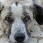 homem preso cães manaus-capa