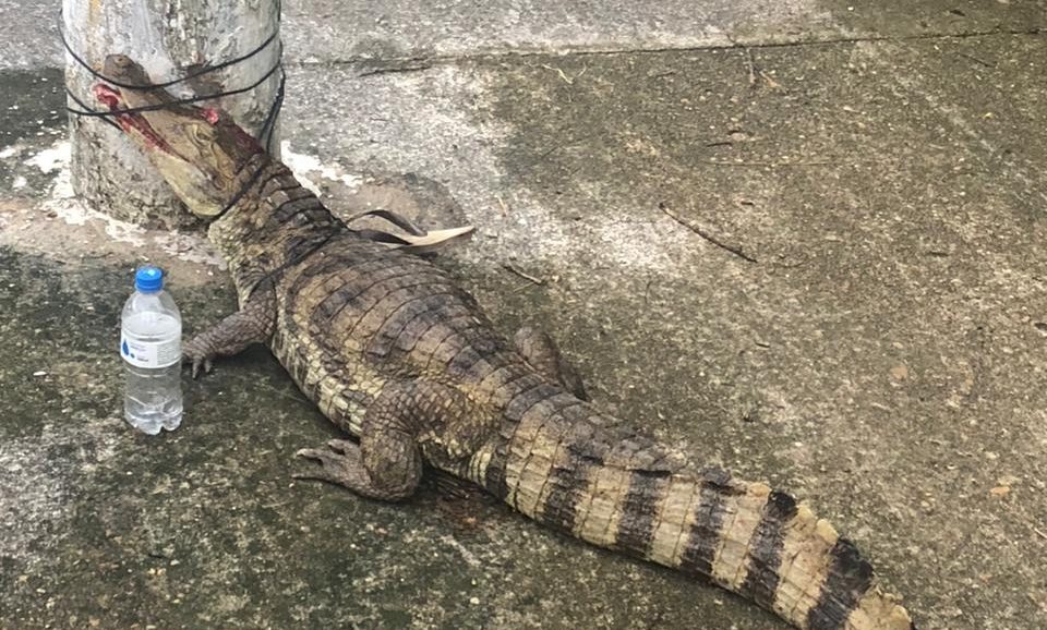 VÍDEO: Jacaré é encontrado amarrado a poste no Passeio do Mindu, em Manaus