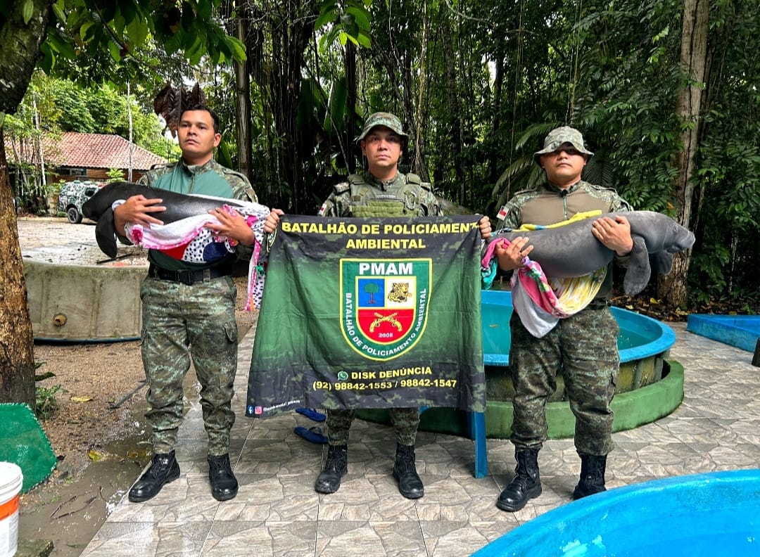 Peixe-bois bebês são resgatados em situação de risco e enviados ao Inpa