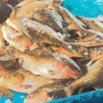 Mais de 2,5 toneladas de pescado ilegal são apreendidas perto de Coari