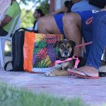 Castramóvel abre agendamento para castração gratuita em shopping de Manaus