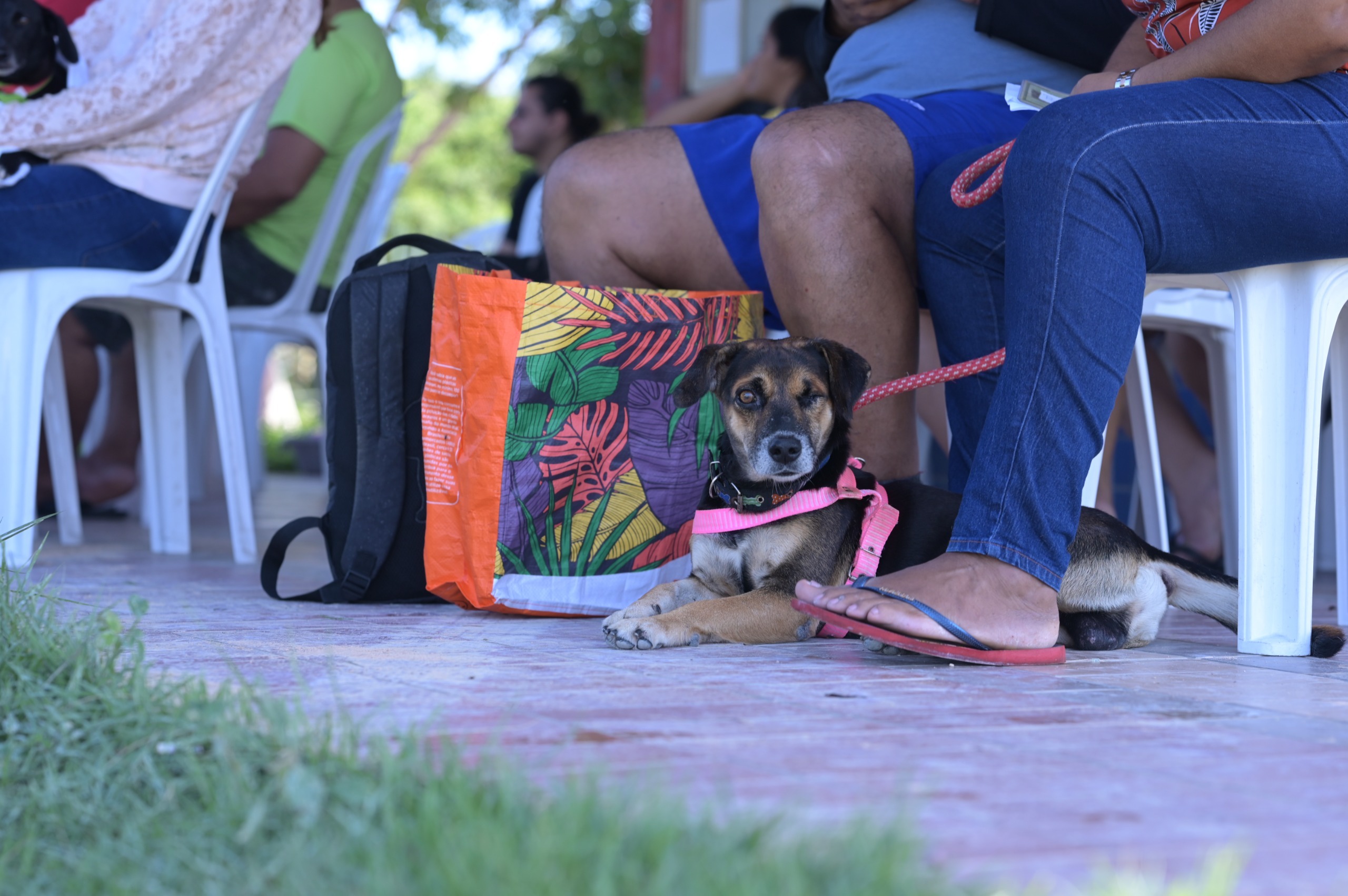 Castramóvel abre agendamento para castração gratuita em shopping de Manaus