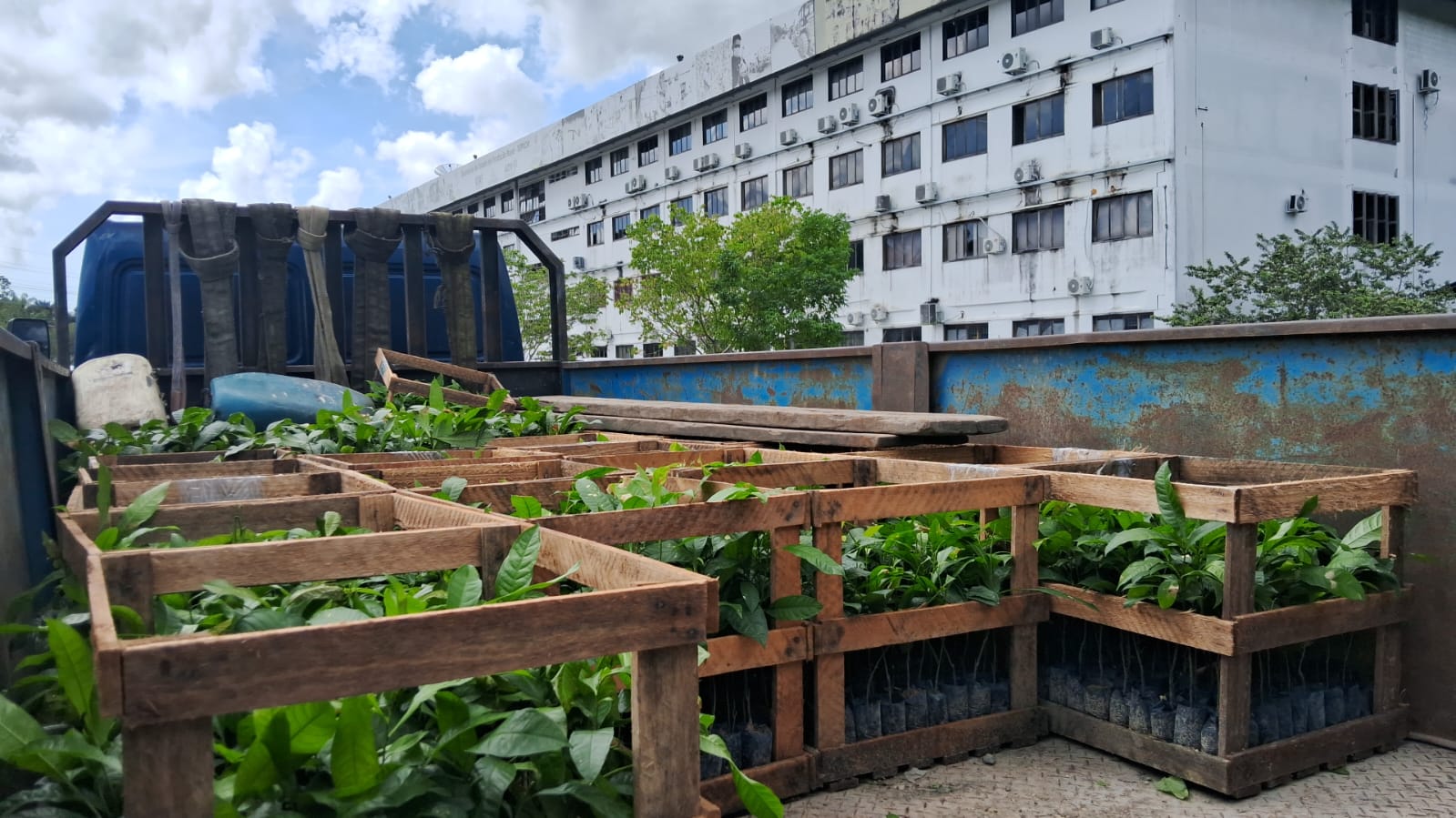 Idam abre inscrições para doação de mudas de castanha-da-Amazônia; veja como participar