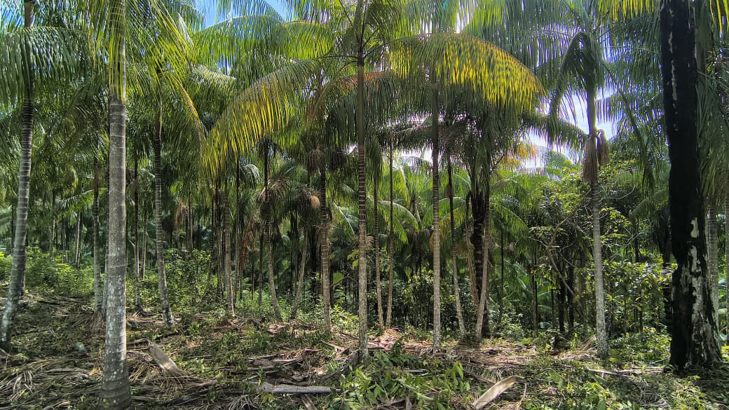 Novo projeto fortalece produção de açaí e renda de comunidades ribeirinhas em Tapauá