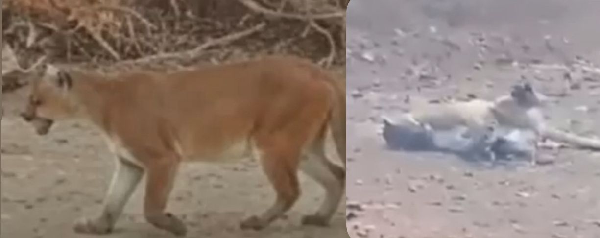 VÍDEO: Onça-parda é morta a tiros ao tentar atacar homens em ramal no Amazonas