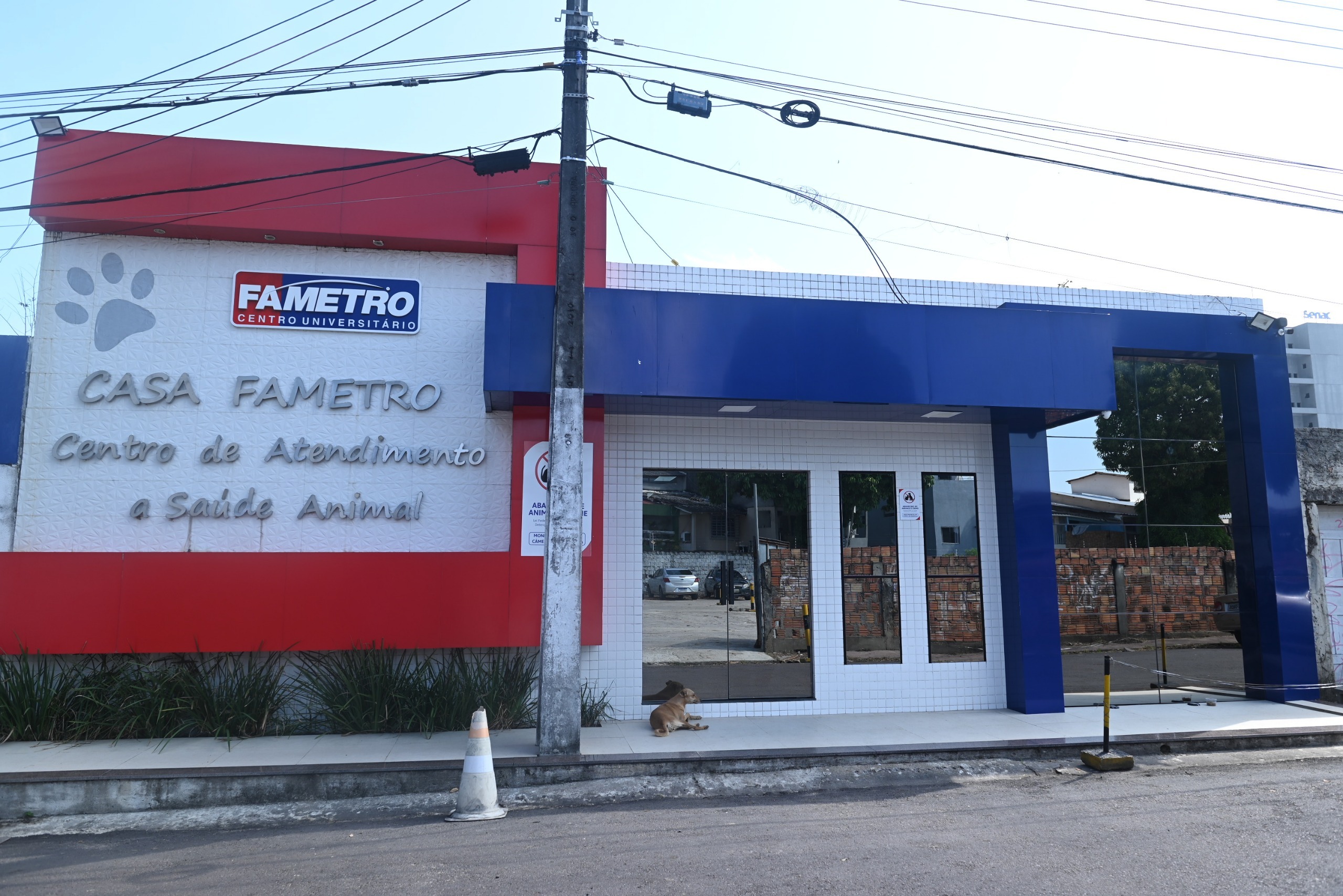 Campanha de vacinação reforça a prevenção contra a gripe canina em Manaus