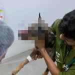 Cachorro leva terçadada no focinho e passa por cirurgia em Manaus