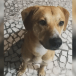 Caso Orelha: Delegado adota ‘Caramelo’ após caso de maus-tratos