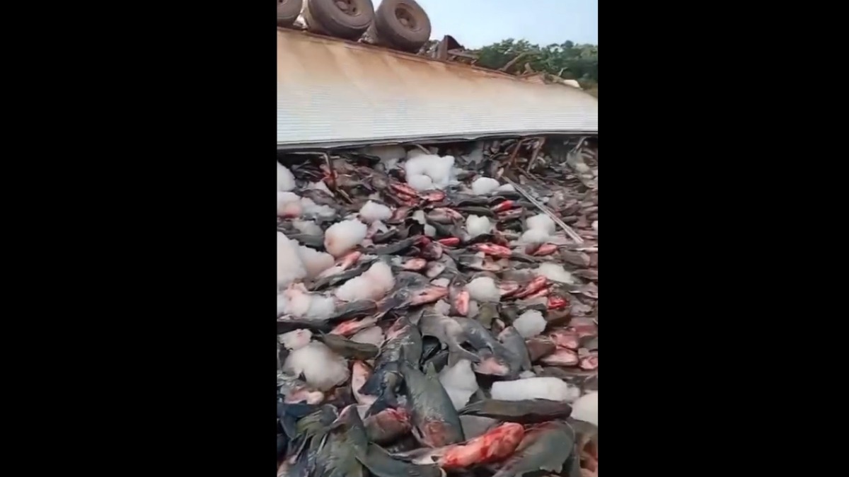 VÍDEO: Carreta cheia de tambaquis tomba na BR-319