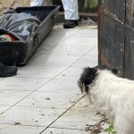 Vizinhos sentem mau cheiro e encontram homem morto em casa, em Manaus