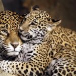 VÍDEO: Onça-pintada e filhote descansam em árvore no Pantanal