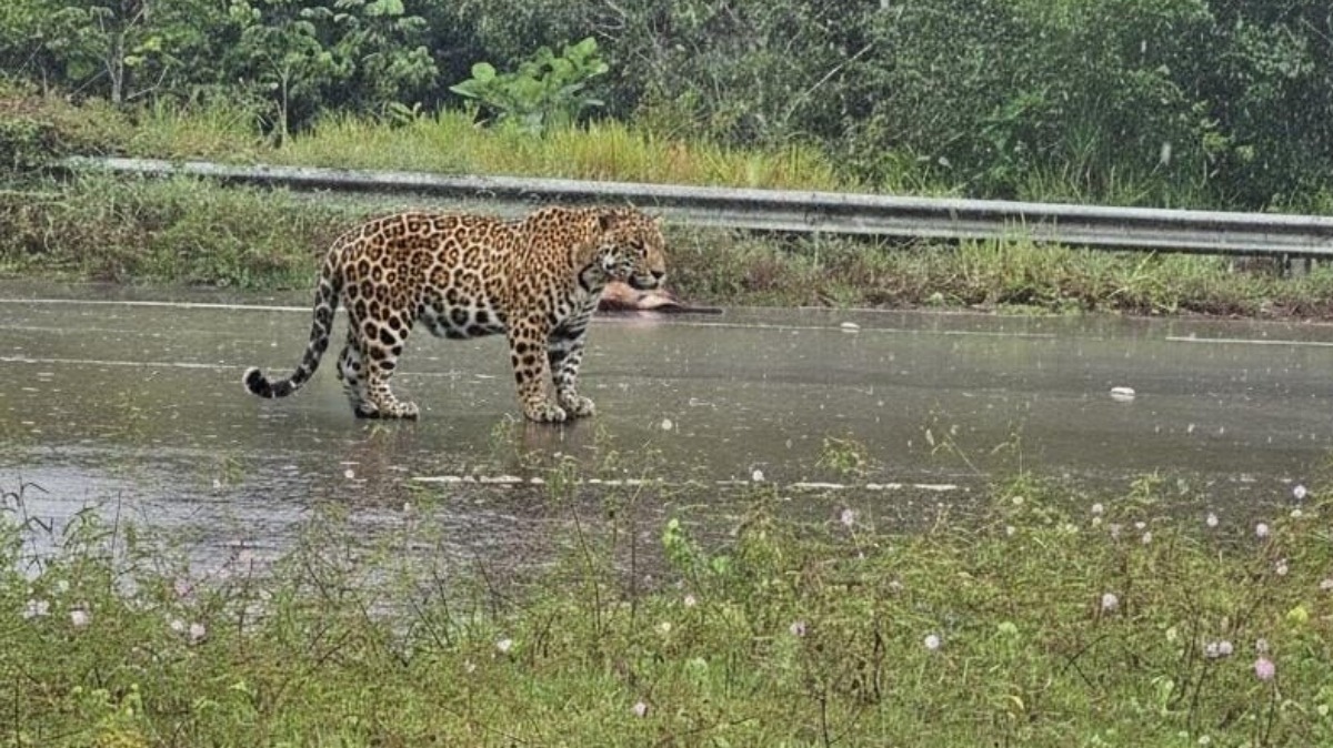 Onça-pintada é vista em estrada do AM após atacar homem e matar cachorro