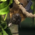 Conheça a raposa-voadora, morcego associado ao vírus Nipah