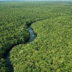 Desmatamento no Amazonas cai 56,4% em janeiro de 2026, aponta Inpe