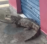 Jacaré aparece em avenida da zona Leste de Manaus após forte chuva