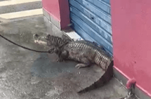 Jacaré aparece em avenida da zona Leste de Manaus após forte chuva