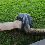 Cachorro é atacado sucuri de 3 metros em área de mata no Pará