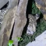 Filhote de onça-pintada é resgatado em Itacoatiara