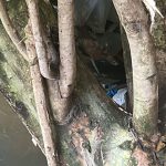 Segunda perna é encontrada por moradores em igarapé de Manaus