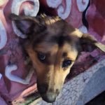 Bombeiros resgatam cadela com cabeça presa em mureta no São José, em Manaus