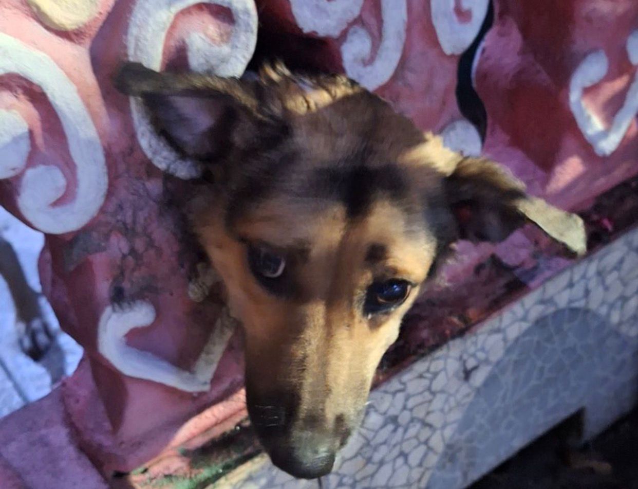 Bombeiros resgatam cadela com cabeça presa em mureta no São José, em Manaus