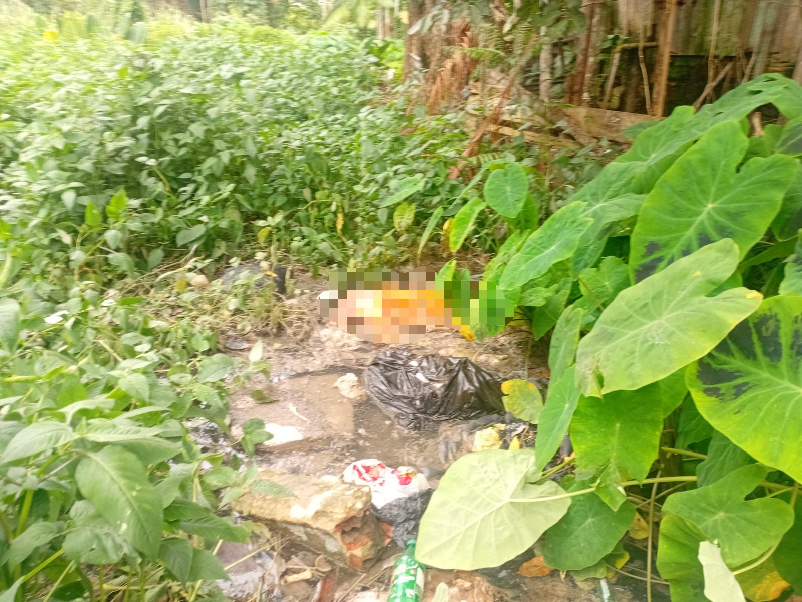 VÍDEO: Tronco humano é encontrado em córrego na Zona Norte de Manaus