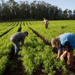 Microcrédito rural movimenta R$ 69,7 milhões em janeiro e reforça apoio à agricultura familiar