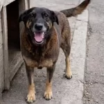 Polícia Civil pede internação de adolescente por morte de cão Orelha